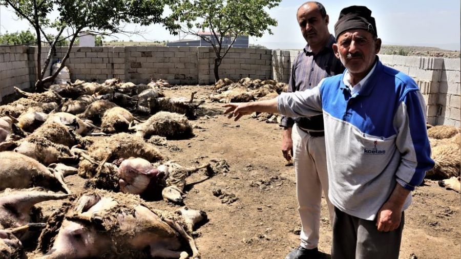 Kurtlar 170 küçükbaş hayvanı telef etti