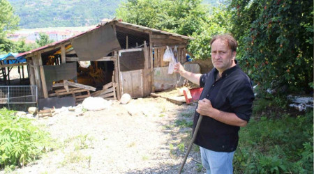 Kurtlar, 350'den fazla koyunu telef etti