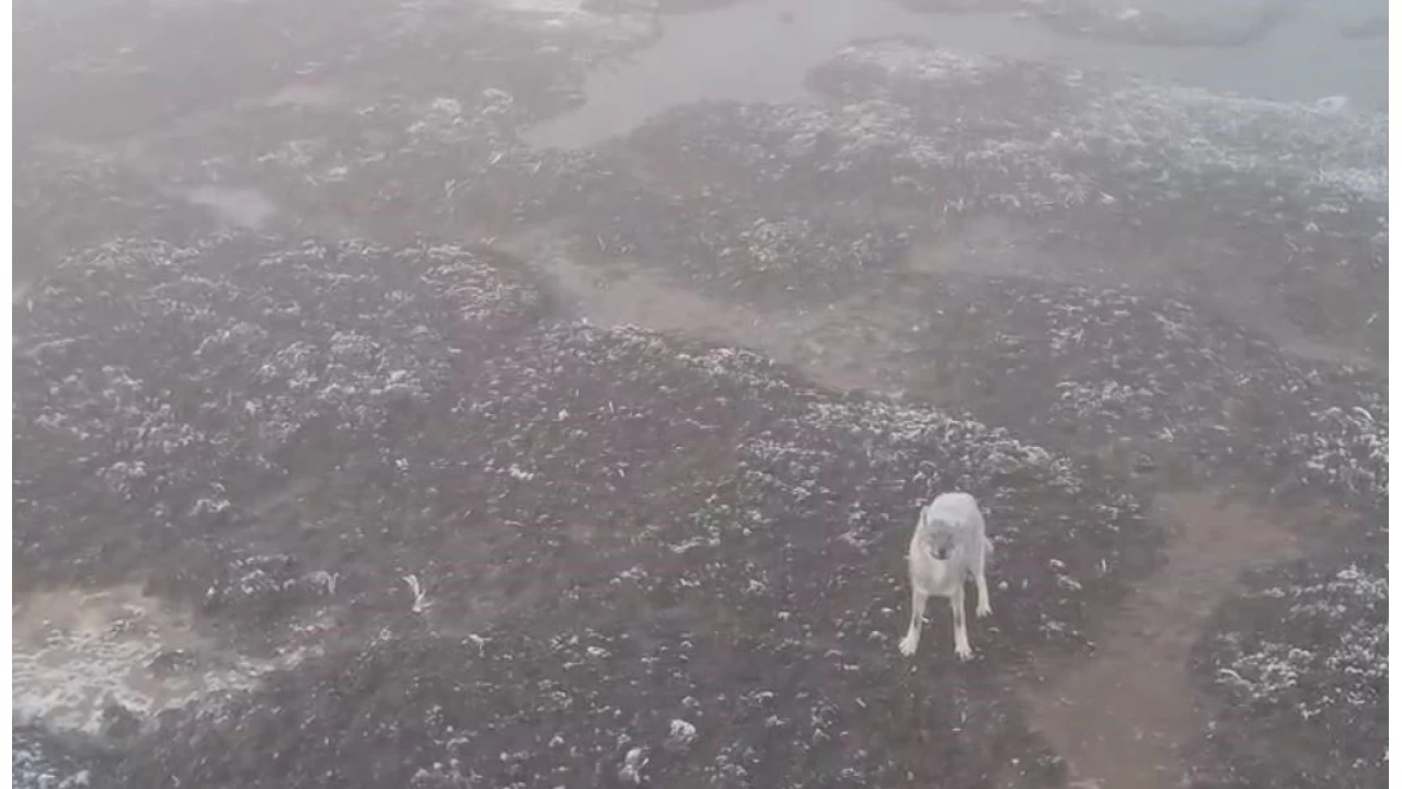 Kurtlar yerleim yerlerine dadand