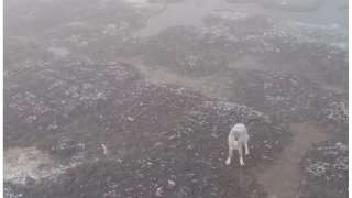 Kurtlar yerleşim yerlerine dadandı