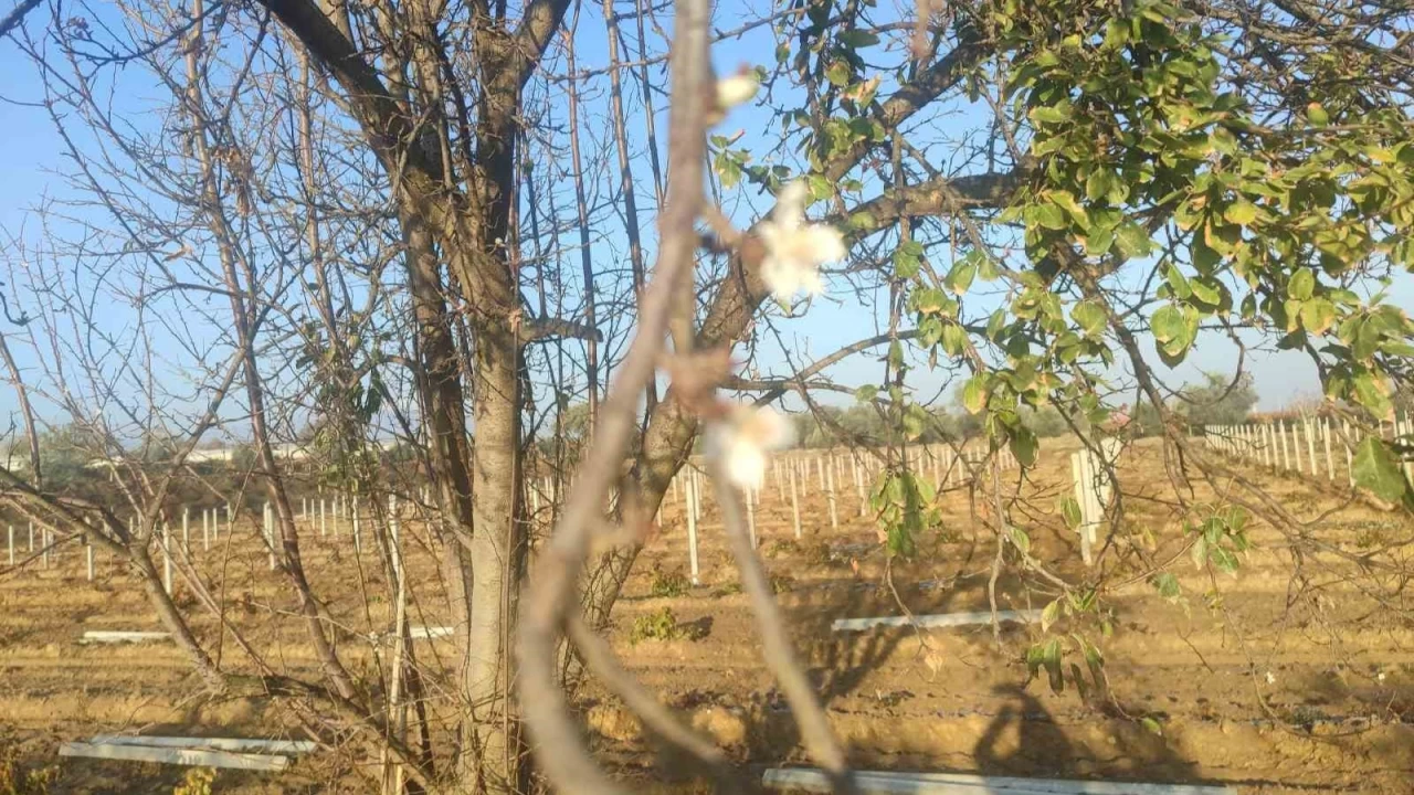 Manisa'da erik ağacı çiçek açtı