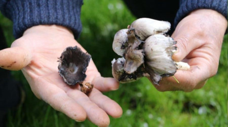 Mantar zehirlenmelerine dikkat