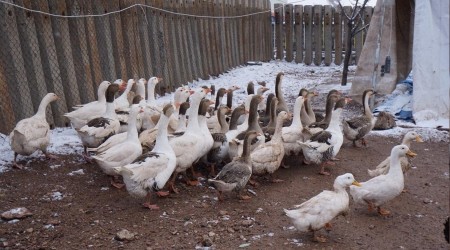 Marketini kapattı, kaz çiftliği kurdu