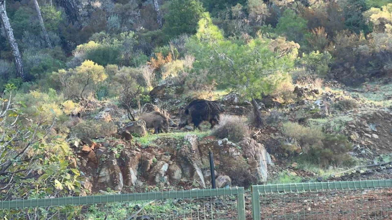 Marmaris'te domuz istilası sürüyor
