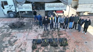 Maviyemiş üretimi artıyor