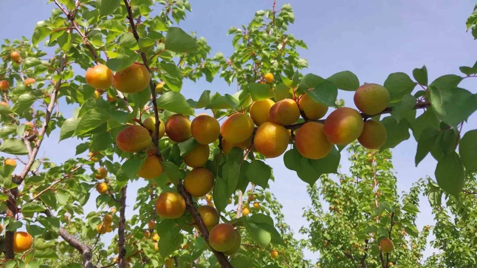 Mersin'de kay�s� hasad� ba�lad�, �retici verimden memnun
