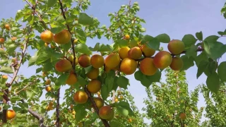 Mersin'de kay�s� hasad� ba�lad�, �retici verimden memnun