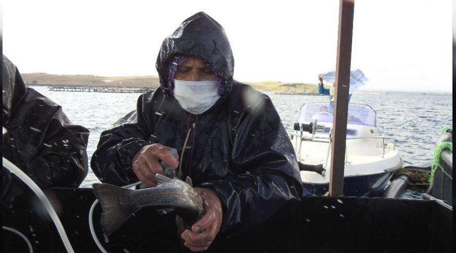 Milyonlarca balık tek tek aşılanıyor