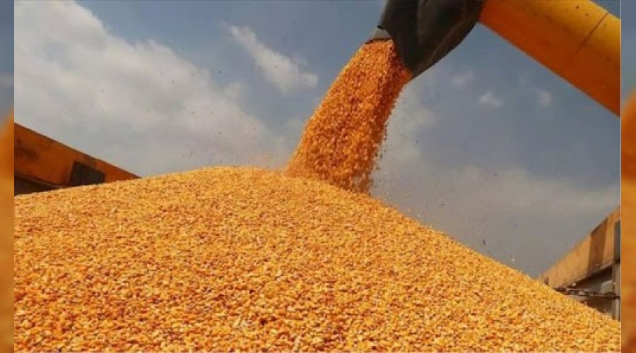 Mısır hasat sezonu başladı