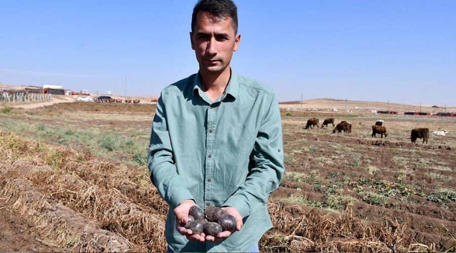 Mor patateste hasat başladı