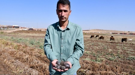 Mor patateste hasat başladı