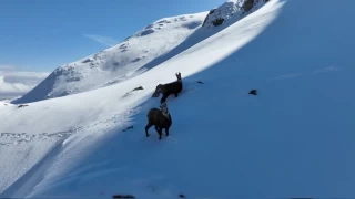 Munzur Dağlarının karlı zirvesinde şamualar