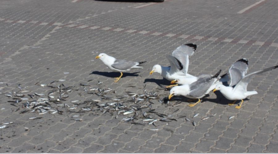 M�silaj en �ok mart�lara yarad�