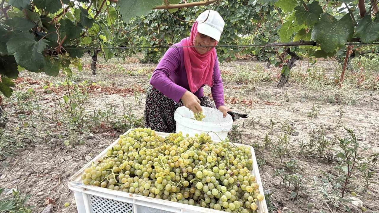 Narince �z�m�n� don vurdu: Rekolte y�zde 80 d��t�