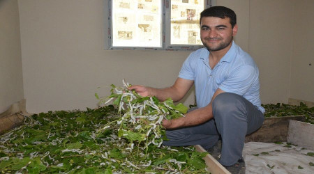 O artık ipekböceği zengini