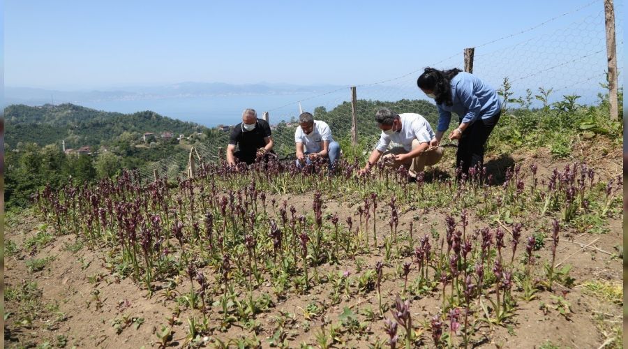 Ordu'da salep hasad� ba�lad�