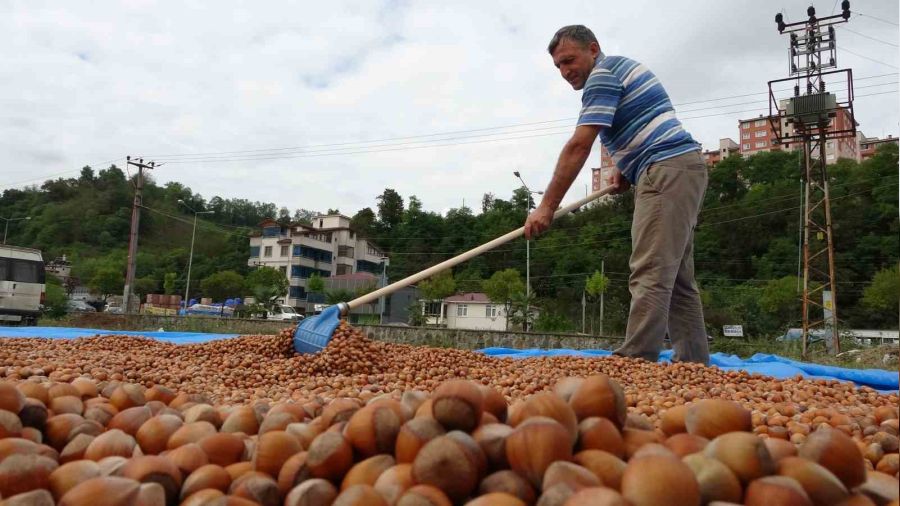 Ordu'da serbest piyasada fındık 100 lirayı aştı