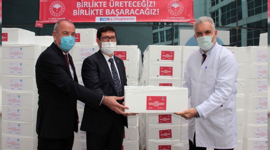 Pandemi savaşçılarına 20 ton balık