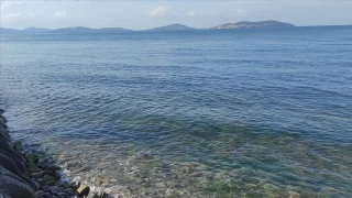 Rekor sıcaklık denizdeki balık türlerini ve omurgasız canlıları yok ediyor