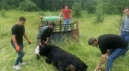 Sahibinden kaçan kurbanlık 4 kişiyi yaraladı