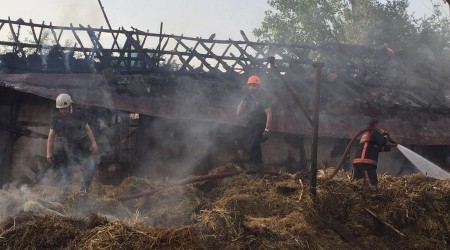 Sakarya'da iftlikte yangn: 4 bykba hayvan telef oldu