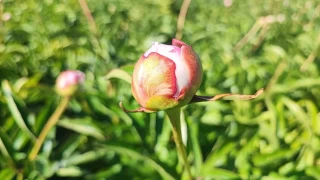 Şakayık çiçeklerini Yozgat'ta don vurdu