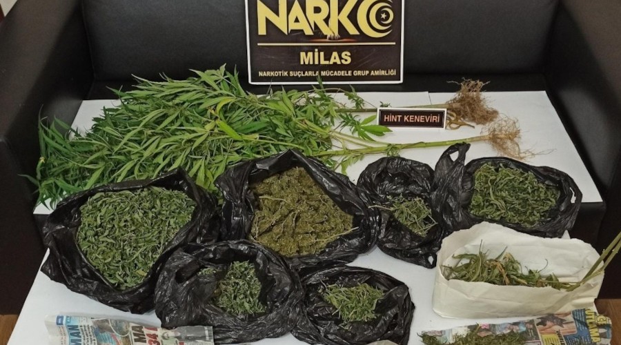 Saksı içinde hint keneviri