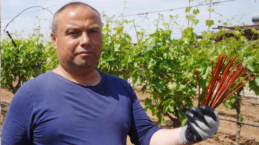 Salk�m g�vesiyle Japon tuzakl� m�cadele