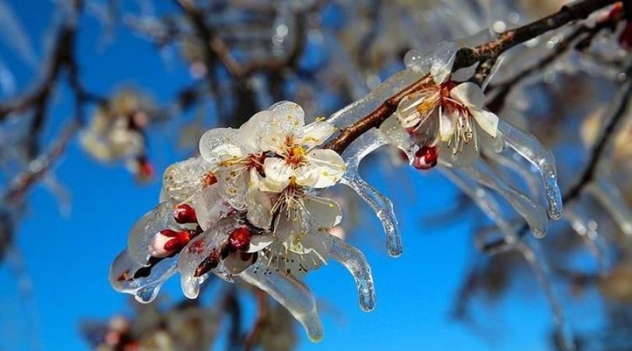 Samsun ve �evre illeri i�in 'zirai don' uyar�s�