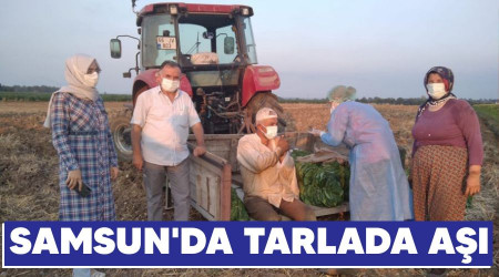 Samsun'da tarlada a