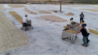 �anl�urfa'n�n tescilli f�st���nda hasat ba�lad�