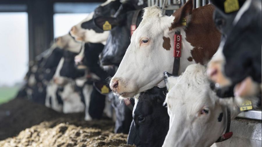 �ap alarm�... Sakarya'da da hayvan pazarlar� kapat�ld�