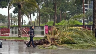 Sarı kodla uyarılan Antalya'da şiddetli rüzgar etkili oluyor: Ağaçlar söküldü, dev dalgalar oluştu
