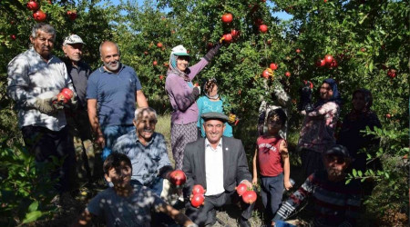 Serann merkezi Kumluca'da nar bereketi