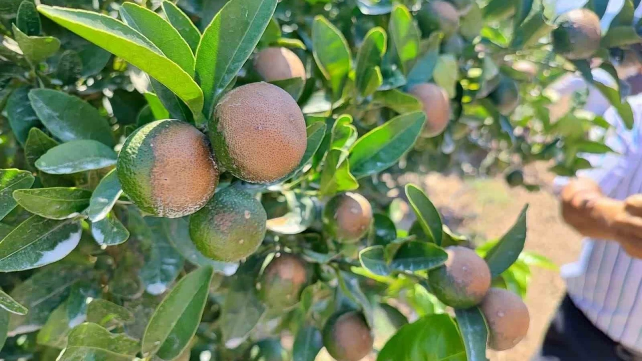 S�ca��n yakt��� narenciyelerde 'Akdeniz Meyve Sine�i' uyar�s�