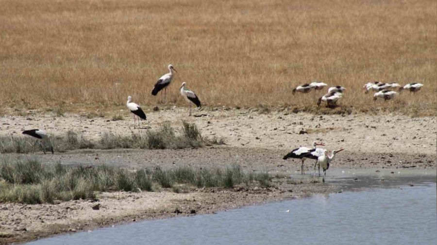 S�cak havalar b�y�k g��e haz�rlanan leylekleri de etkiledi