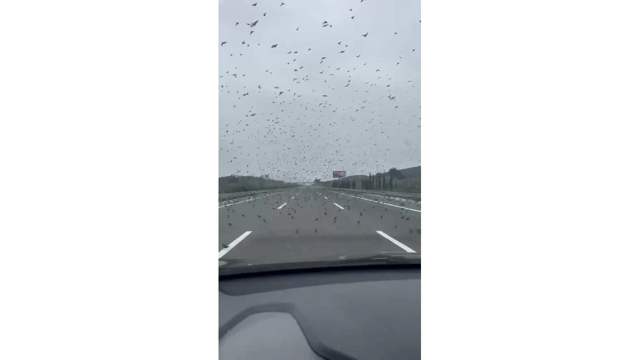 Sığırcık kuşları İstanbul - İzmir otobanını bastı