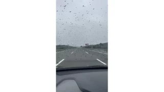 Sığırcık kuşları İstanbul - İzmir otobanını bastı