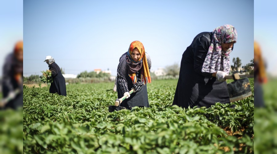 Silahlar�n g�lgesinde patates yeti�tiriyorlar