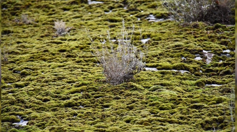 Şırnak'ta yosunlar dağları kapladı