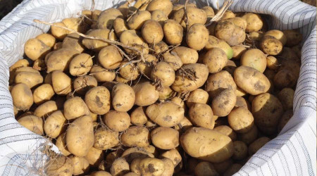 Sivas'ta 400 bin ton patates rekoltesi bekleniyor