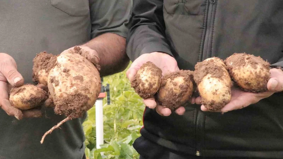Sivas'ta patates sökümü için gözler 29 Ekim'e çevrildi