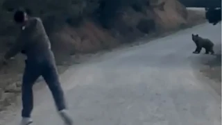 Siz yapmayın! Bolu'da ayıyı taşla kovaladılar