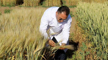 Soua direnli tohum gelitiriliyor