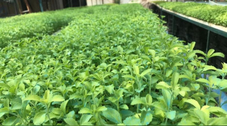 Stevia bitkisi ihraç edilmeye başlandı
