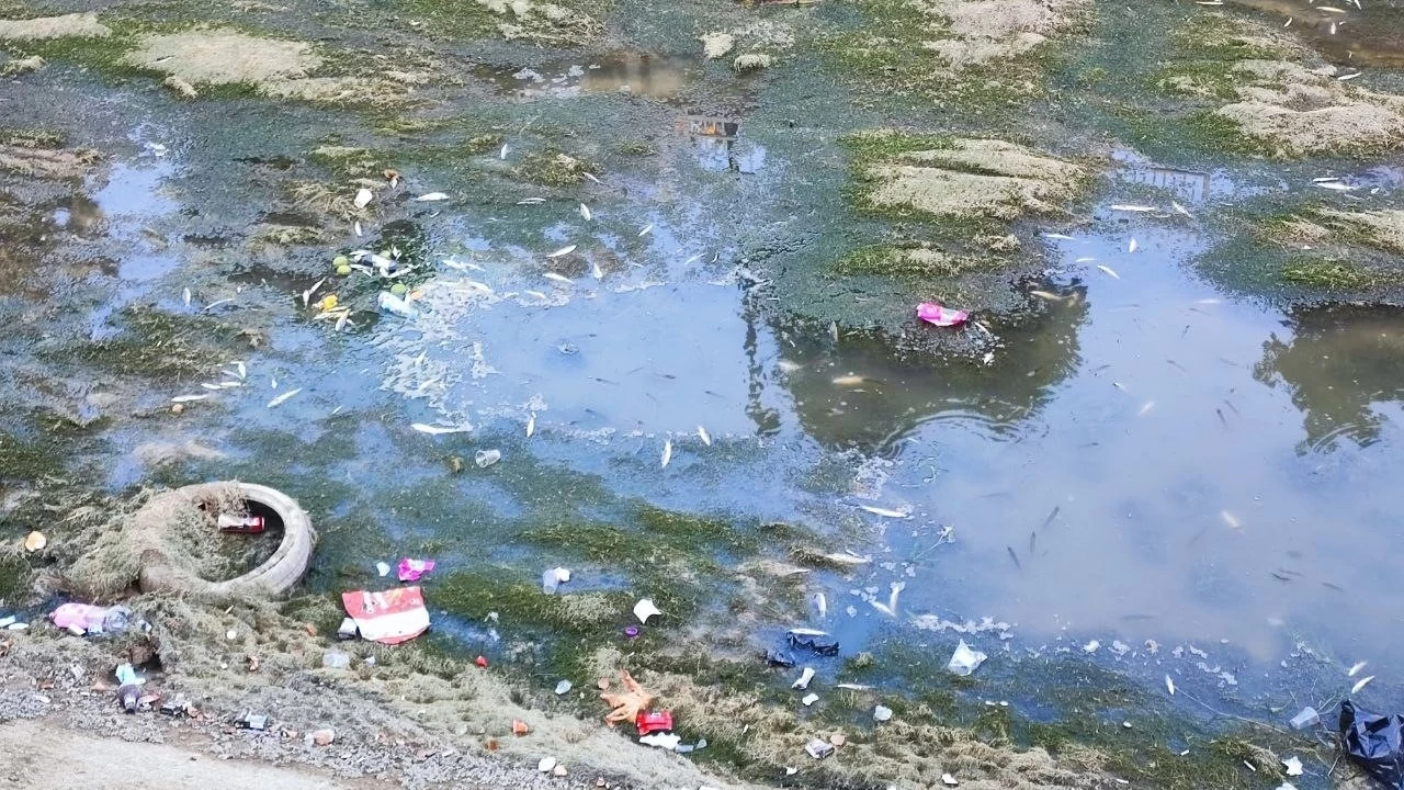 Sulama kanalındaki balıklar telef olmaya devam ediyor