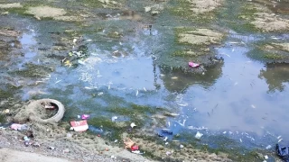 Sulama kanalndaki balklar telef olmaya devam ediyor