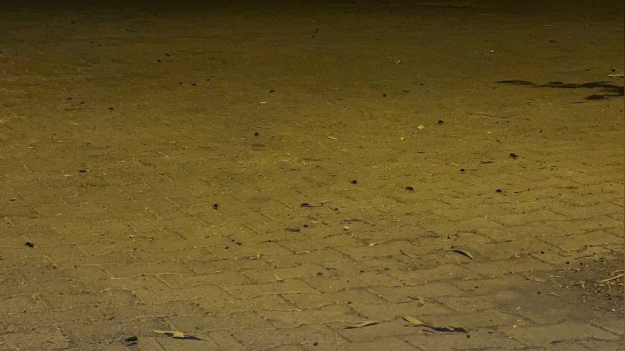 Suriye s�n�r�ndaki il�eyi b�cekler istila etti