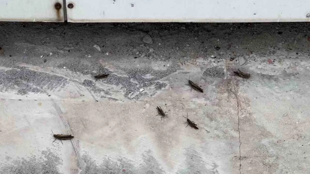 Tatvan'da �ekirgeler �ehir merkezini istila etti