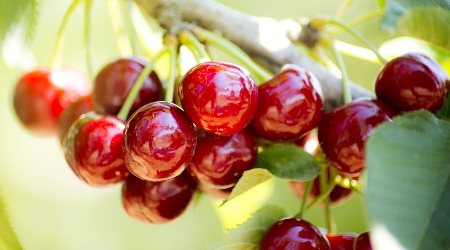 Taze meyve sebze ihracatçılarından rekor